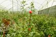 Rosenfarm in Cayambe