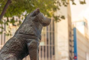 Hachiko Statue