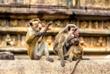 Affen in den Ruinen von Polonnaruwa