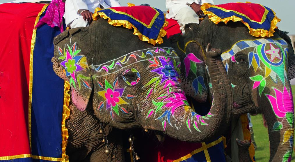 Elefant