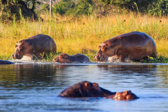 Nilpferde im Liwonde-Nationalpark