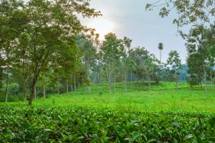 Teeplantage in Fort Portal
