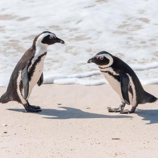 Pinguine in der False Bay Bucht