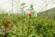 Rosenplantage in Ecuador