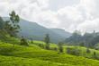 Teeplantagen in Nuwara Eliya