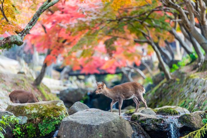 Nara