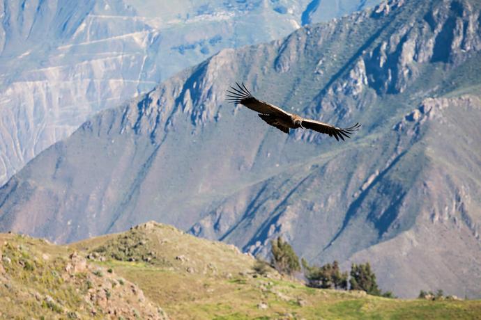 Anden-Kondor am Cruz del Condor