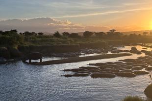 Flusspferde in der Serengeti