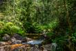 Regenwald bei Andasibe