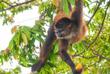Klammeraffe im Tortuguero Nationalpark