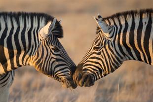 Zebras