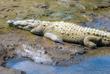 Río Tárcoles Krokodil
