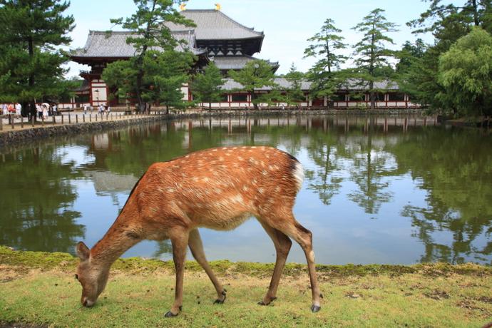 Reh vor dem Todaiji-Tempel in Nara