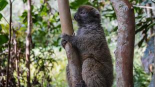 Lemur im Waldschutzgebiet Vakona 