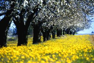 Blumenfeld in der Provence Alpes Cote d'Azur