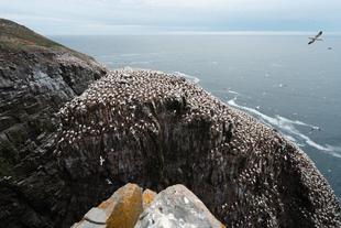 Cape St. Mary's Bird Sanctuary