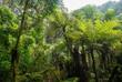 Bwindi Regenwald 