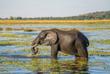 Elefant im Okavango-Delta