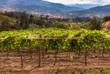 Weinreben in Samaipata