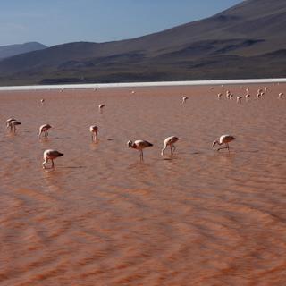 Flamingos in der Laguna Colorada