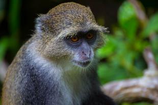 Blaue Meerkatze - Sansibar Sehenswürdigkeit