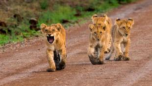 Kleine Löwen in der Masai Mara 