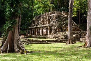 Maya Ruine im Wald