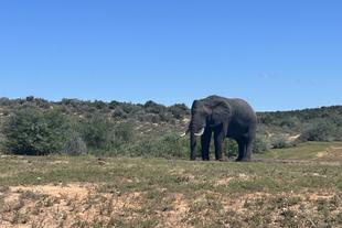 Elefant im Addo Elephant National Park