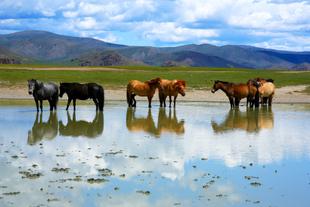 Mongolische Wildpferde