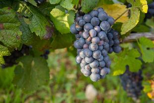 Weintrauben in der Region Côte de Nuits