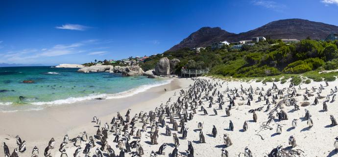 Pinguine Boulders Beach