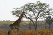 Giraffe im Queen Elizabeth Nationalpark 