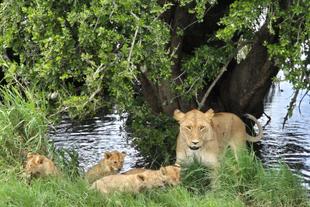 Löwenfamilie am Wasser