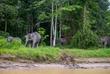 Flusssafari auf dem Kinabatangan Fluss 