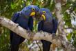 Bunte Vögel im Pantanal