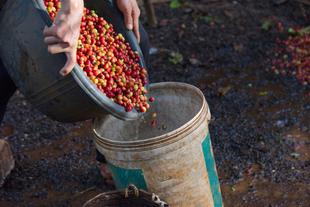 Arabica-Kaffeebohnen