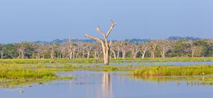 Yala Nationalpark