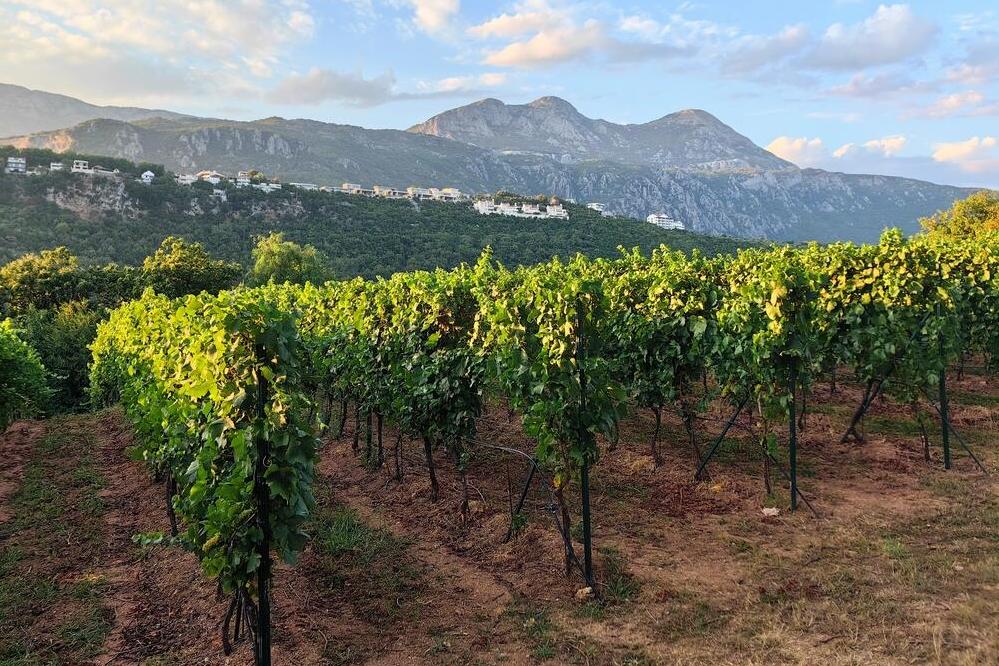 Weinberge in Herceg Novi 