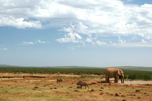 Addo Elephant Park