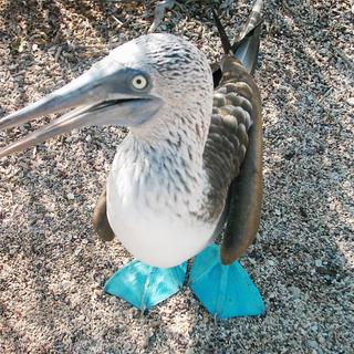 Blaufußtölpel auf den Galapagosinseln