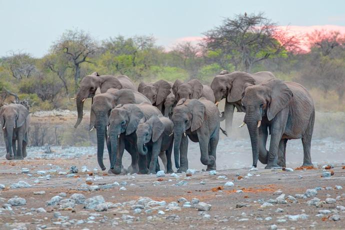 Elefanten im Etosha-Nationalpark
