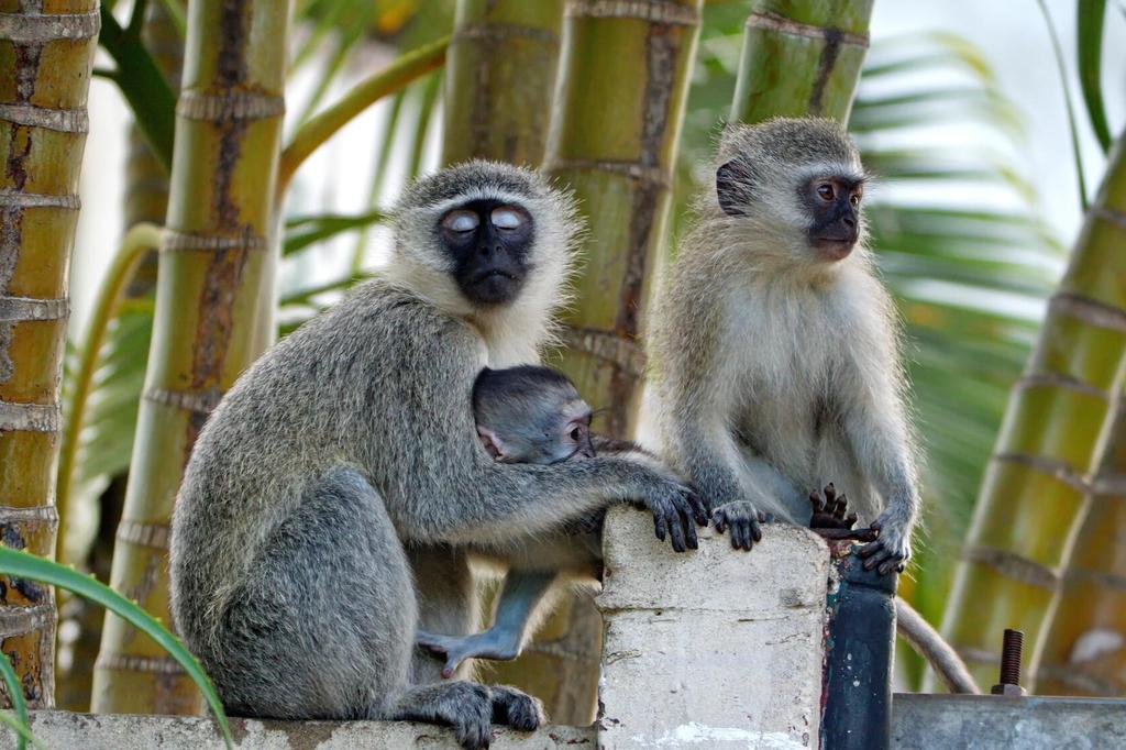 Südliche Grünmeerkatzen in St. Lucia