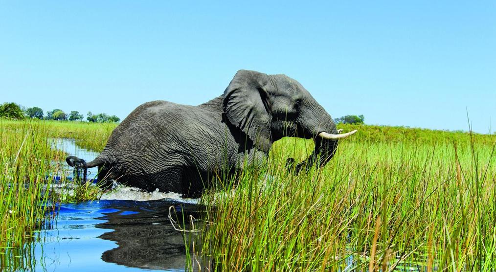 Elefant