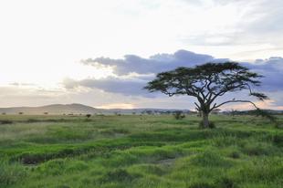 Serengeti