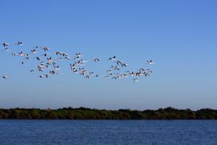 Flamingos 