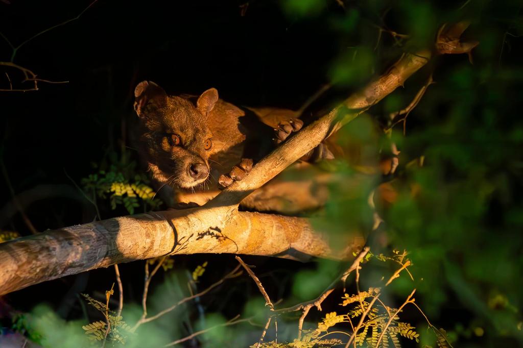 Fossa auf der Nachtpirsch