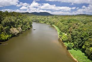 Flusslauf im Daintree National Park 