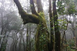 Garajonay-Nationalpark
