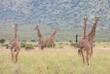 Giraffen im Mkomazi Nationalpark