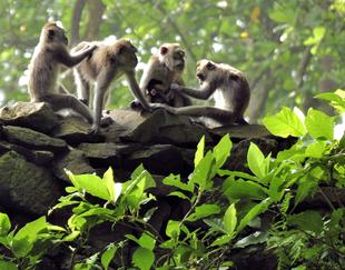 Affenwald bei Ubud
